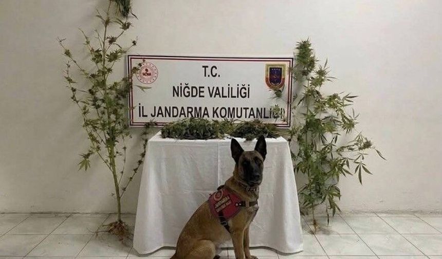 Ulukışla'da Narkotik Operasyonu