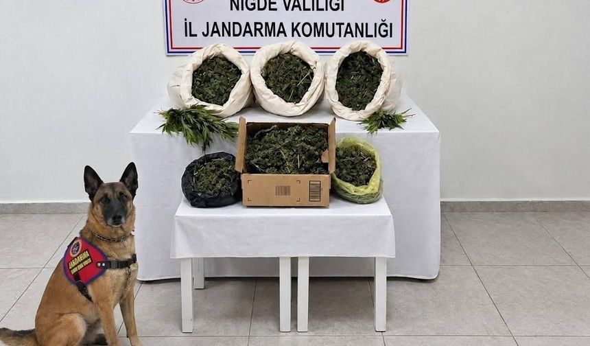 Fesleğen Köyünde 10 kilo esrar ele geçirildi!