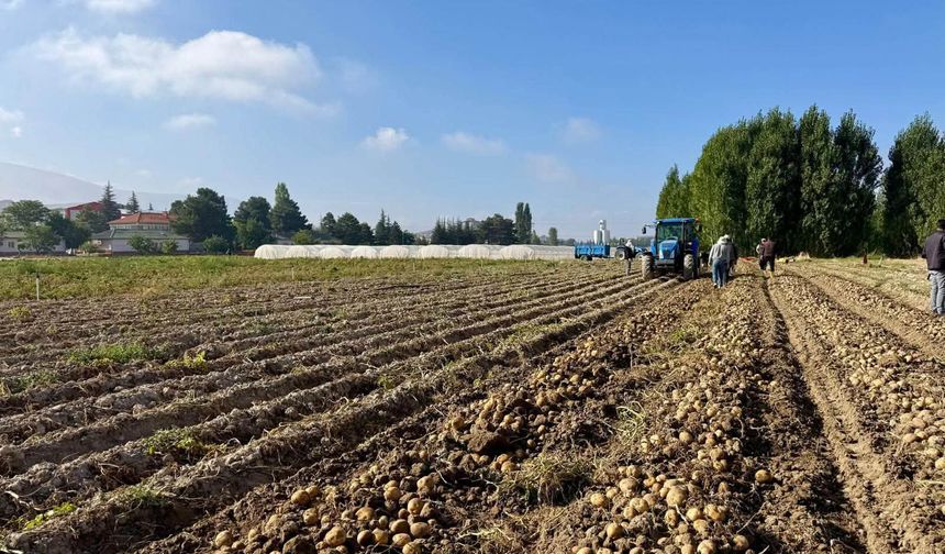 Yerli Patates ‘UĞUR 51’ hasat edildi