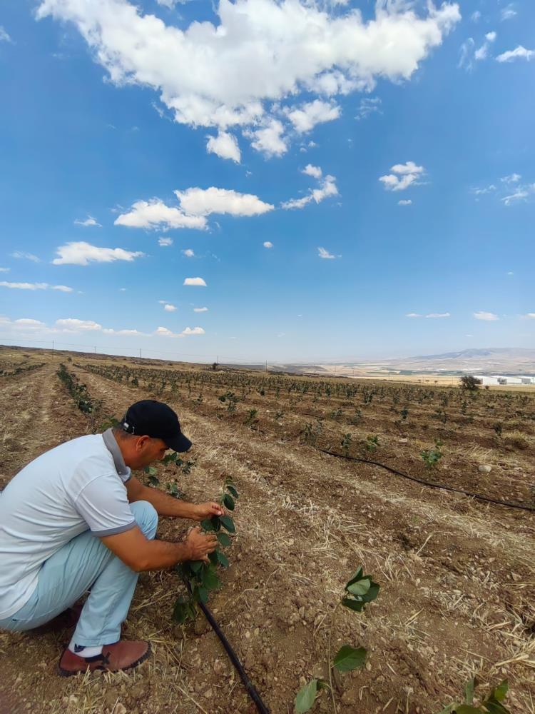 Niğde, Tıbbi Aromatik Bitki Bahçeleri Ile Dolacak (1)