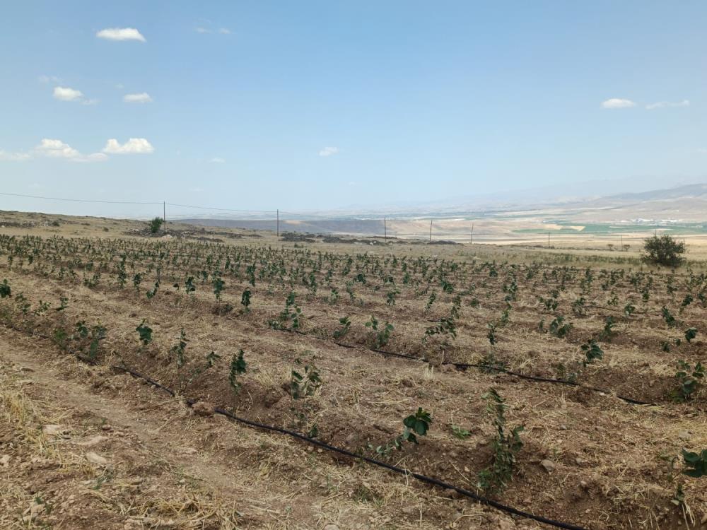 Niğde, Tıbbi Aromatik Bitki Bahçeleri Ile Dolacak (3)