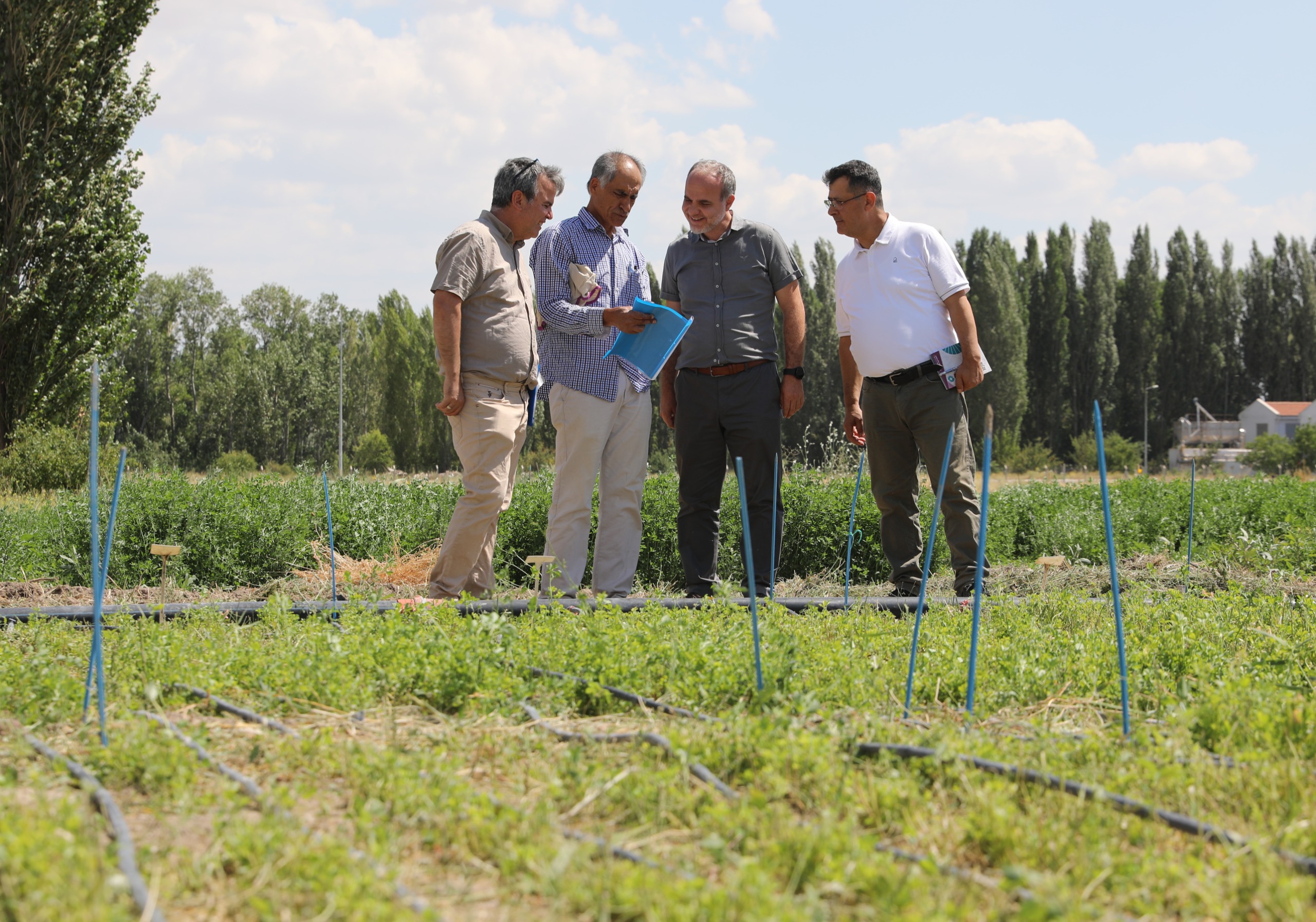 Niğde’de Çok Daha Verimli Yeni Bir Yonca Çeşidi Geliştirildi (2)