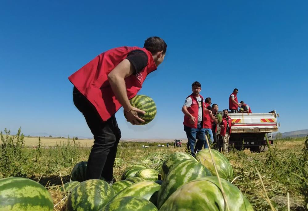 Tarladan Tonlarca Karpuz Toplayıp Dağıttılar (2)