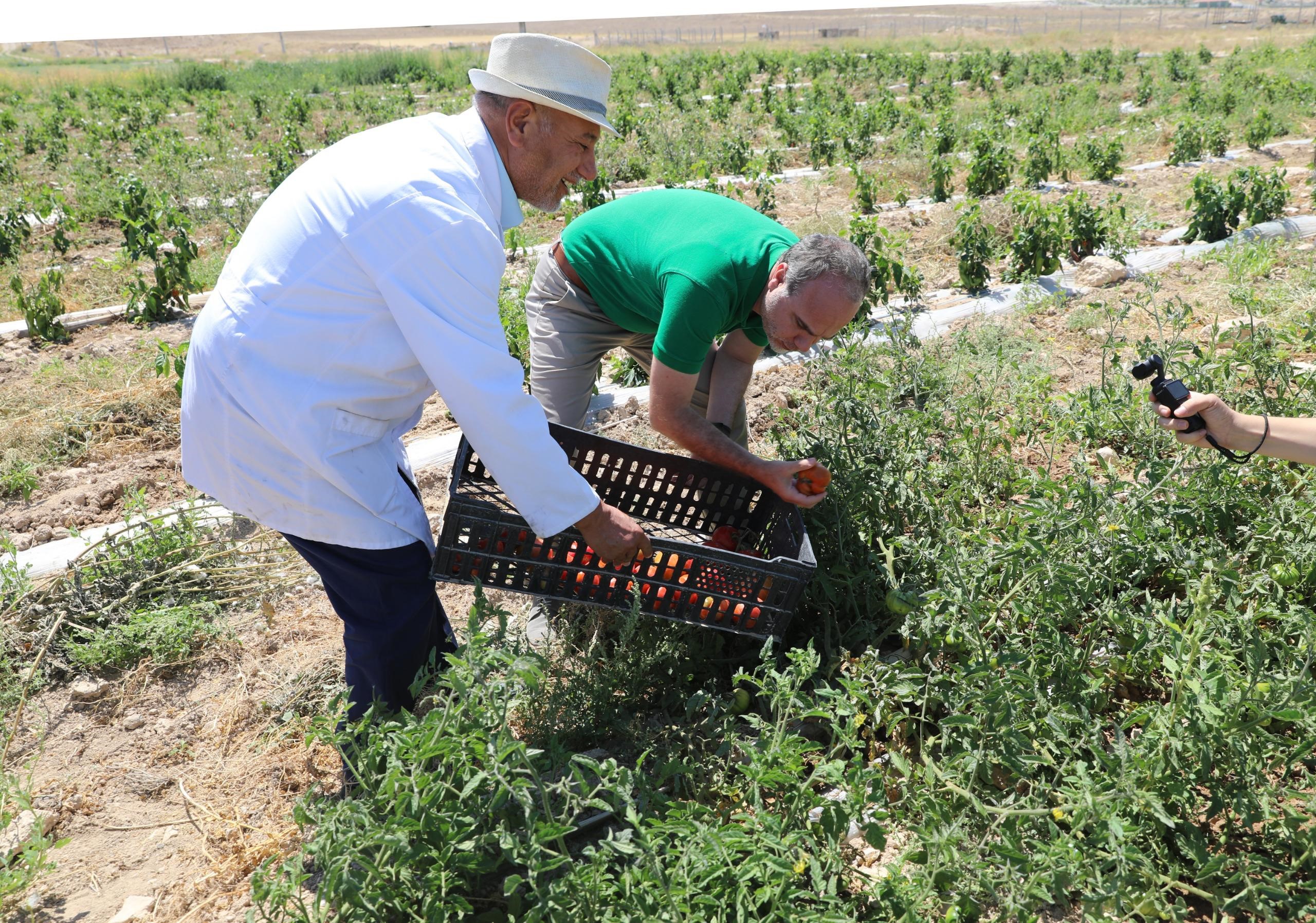 Üniversite Yerleşkesinde Bin Dekar Arazi Tarıma Kazandırıldı (2)