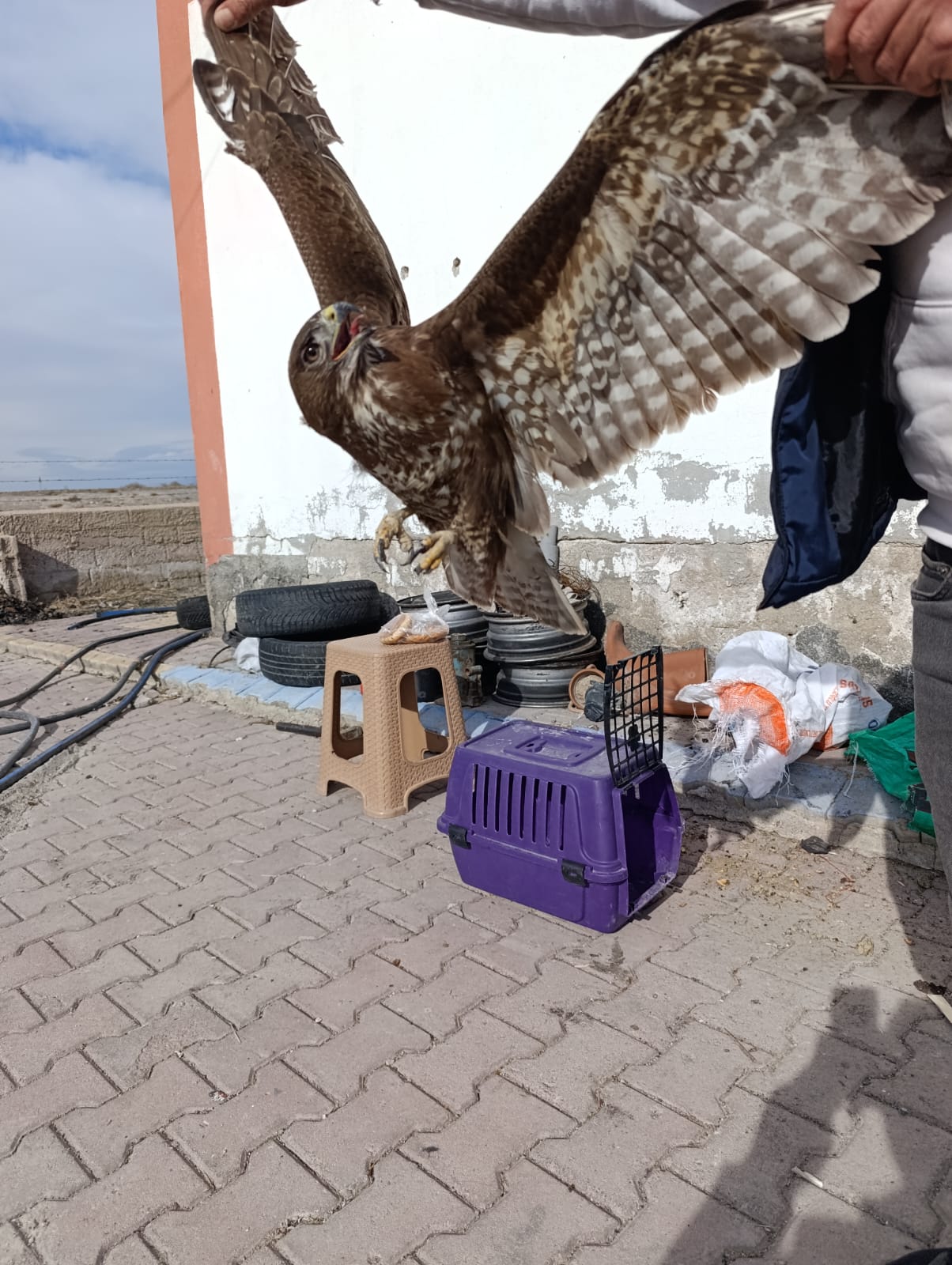 Yaralı Halde Bulunan Kızıl Şahin Koruma Altına Alındı (1)