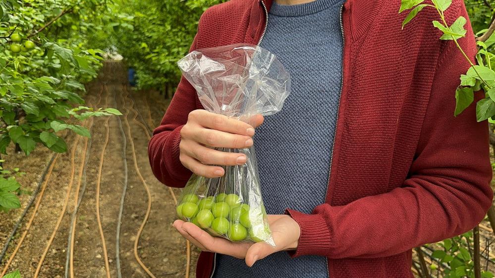 Kış Ortasında Erik Hasadı Fiyatını Duyanın Dudağı Uçukluyor! (2)