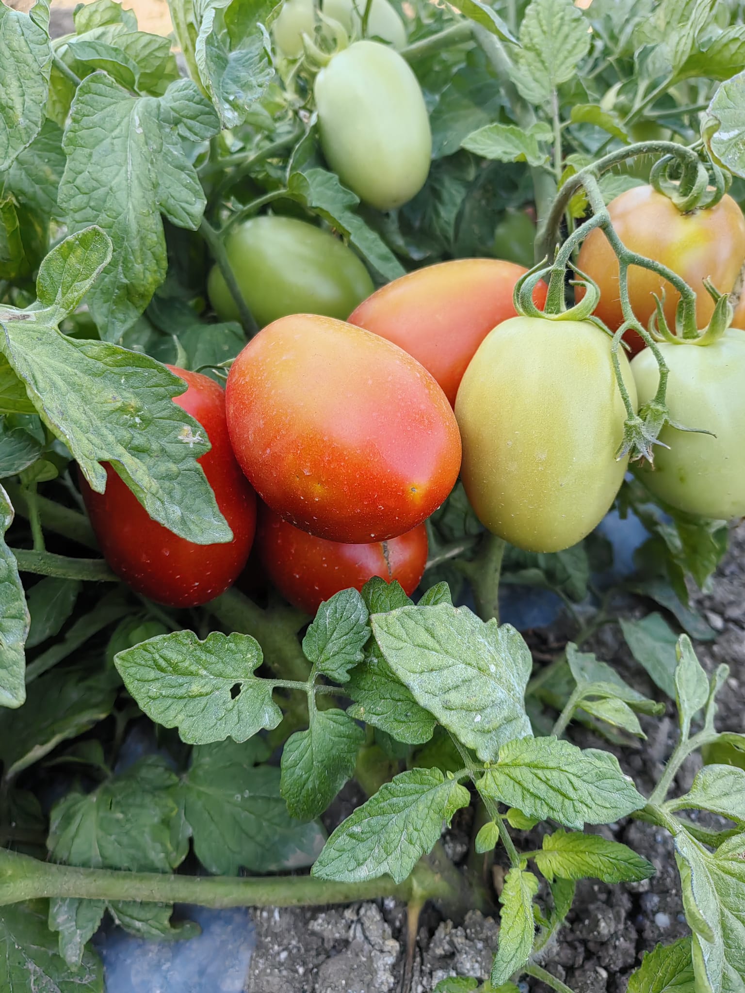 529374238 1081603810744405 244634811123897349 N