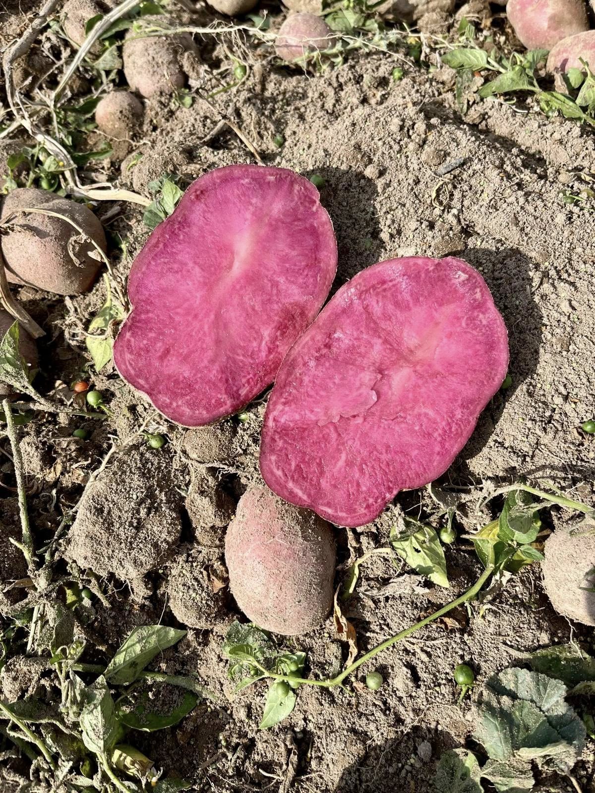 558048834 122187823784497633 4640734357188285568 N