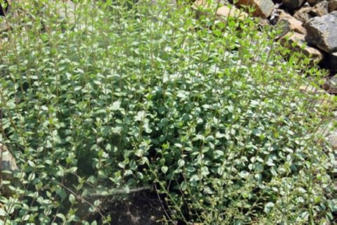 G6Qs U5O W A A E G9N4