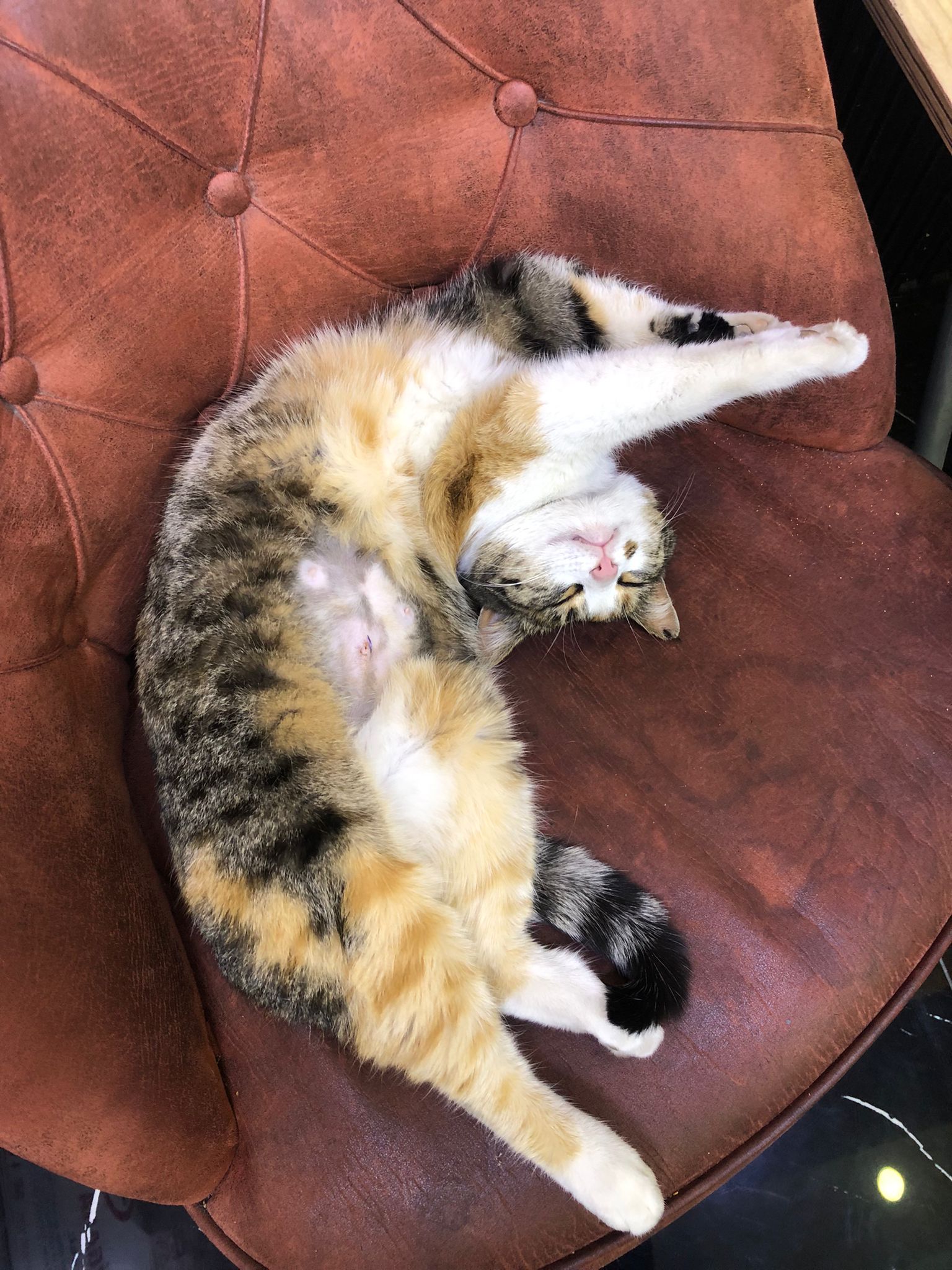 A1073F2D F420 4Ecf A19A 035792B6F0Bb