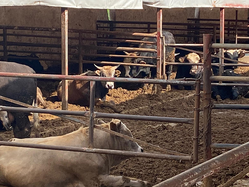 Hayvan Ciftligimiz 1