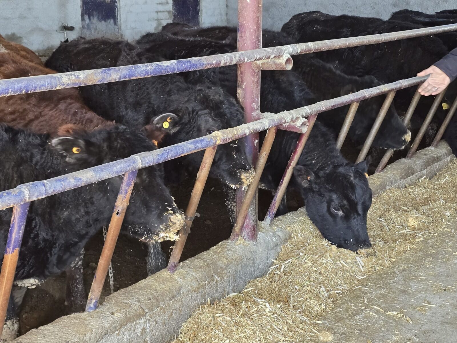 Yetiştiricilere Angus Irkı Düve Teslim Etti 1