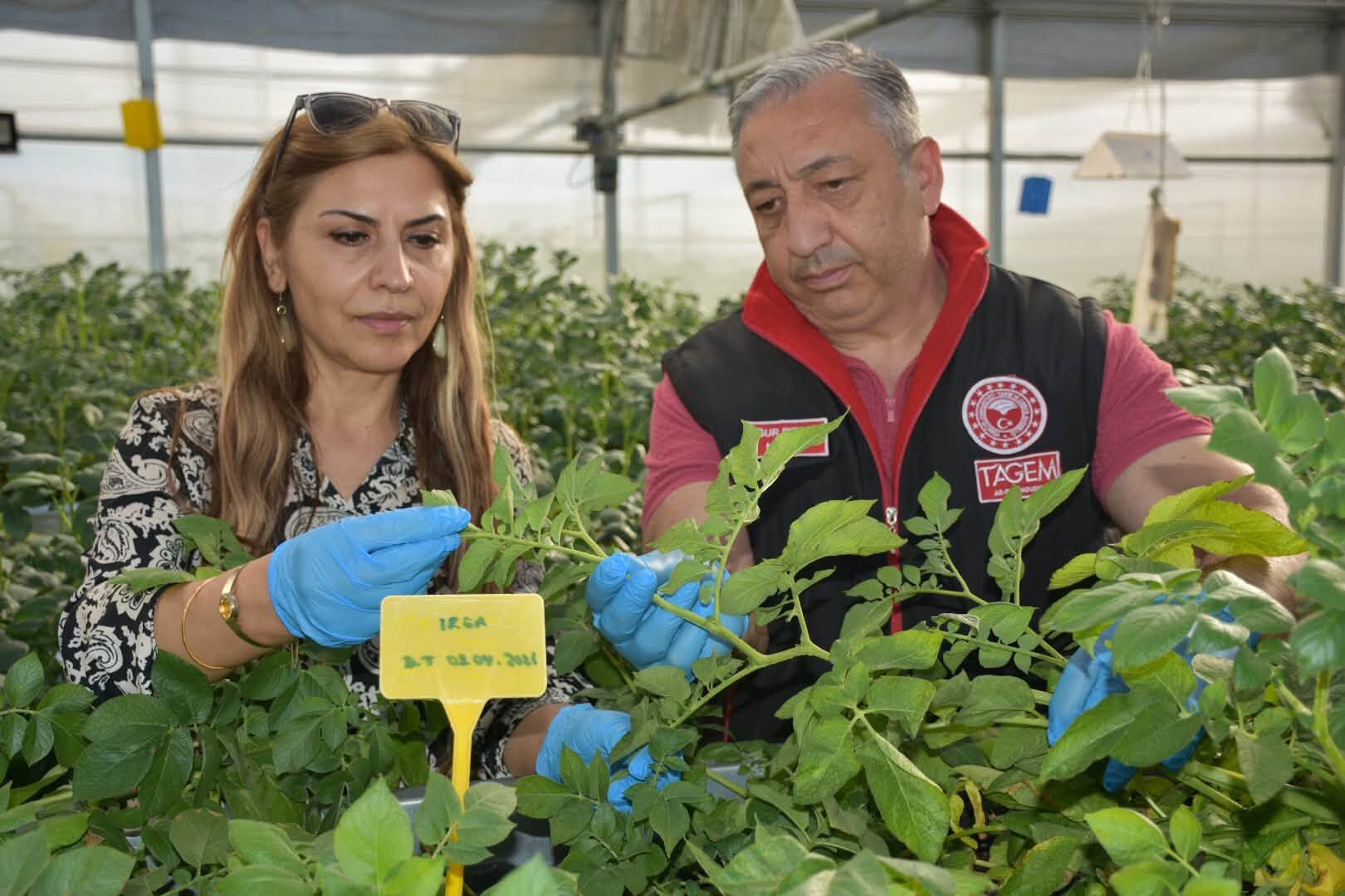 Patates Hastalıklarına Karşı Ar Ge Mesaisi 1