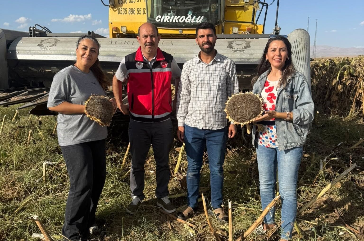 Bor’da Çerezlik Ayçiçeği Hasadı Başladı 2