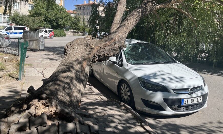 Park Halindeki Otomobilin Üzerine Ağaç Devrildi 1
