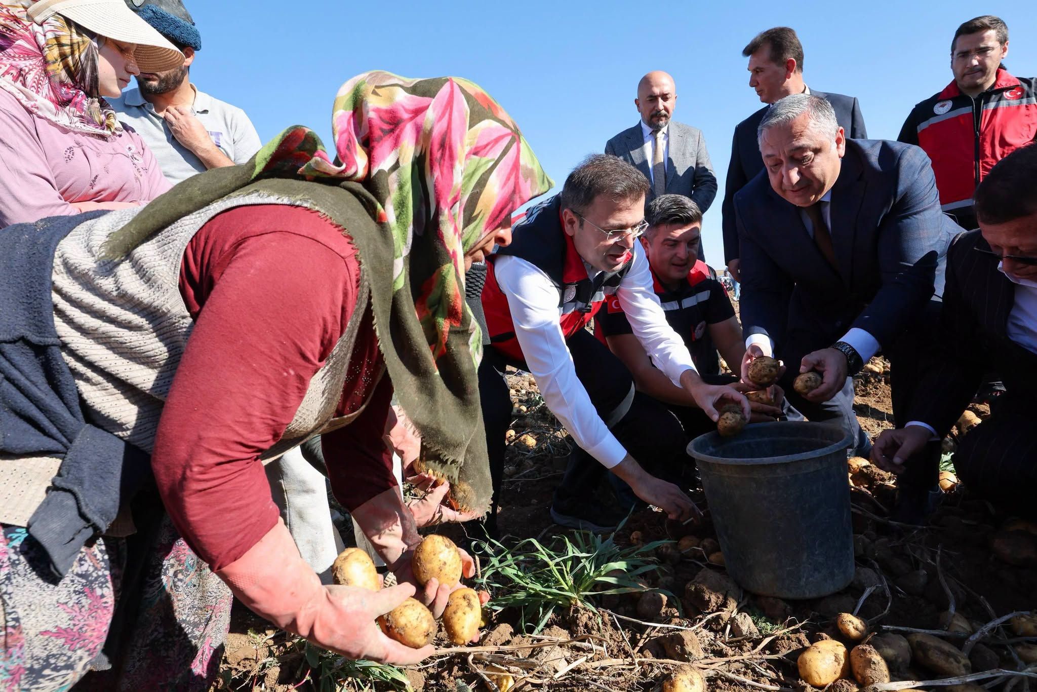 Patateste rekor üretim bekleniyor
